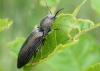 Selatosomus latus